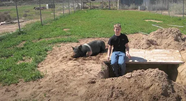 Talon sitting on the edge of a large hole next to a pig